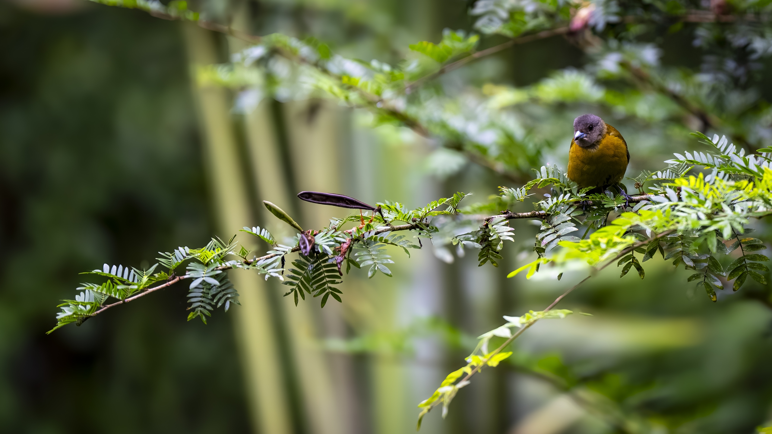 Kirsch- oder Cherrietangare - Ramphocelus passerinii costaricensis - Scarlet-rumped Tanager (costaricensis) - Tangara Costarricense